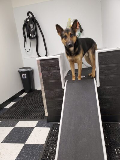 Doggie Do's Hair Salon - Gibsonia, PA