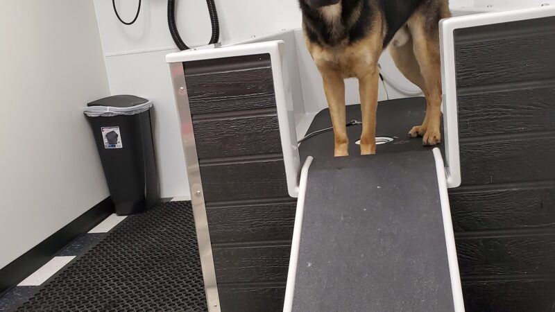 Doggie Do's Hair Salon - Gibsonia, PA