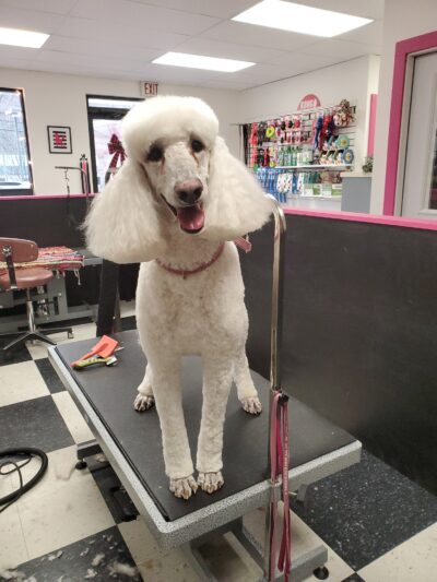 Doggie Do's Hair Salon - Gibsonia, PA