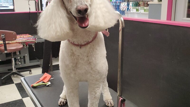 Doggie Do's Hair Salon - Gibsonia, PA