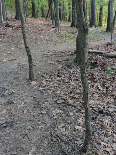 Olympia Shelter - Gibsonia, PA