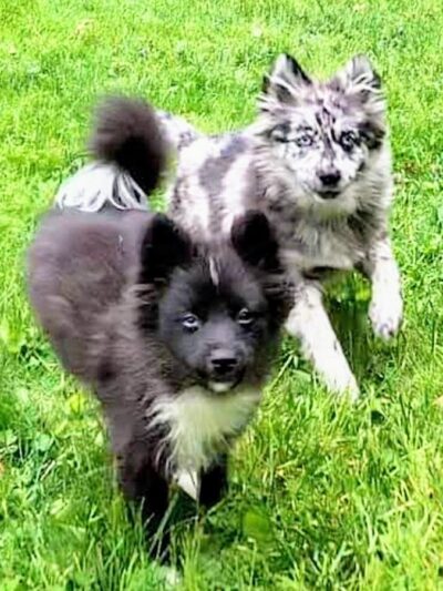 Trifecta Kennels - Gilbert, PA