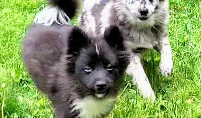 Trifecta Kennels - Gilbert, PA