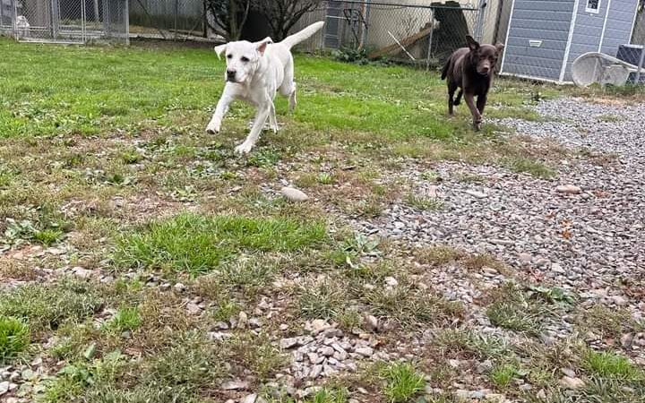 Trifecta Kennels - Gilbert, PA