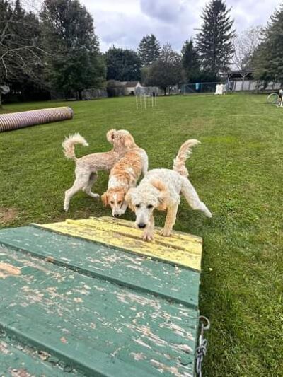 Trifecta Kennels - Gilbert, PA