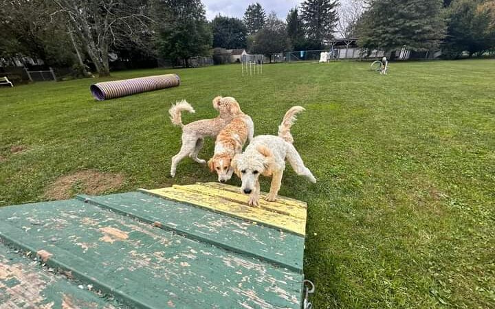 Trifecta Kennels - Gilbert, PA