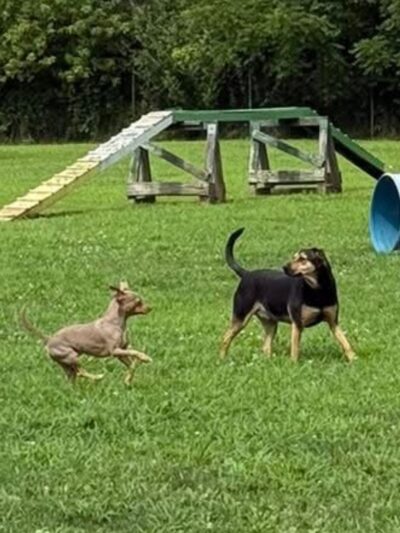 Trifecta Kennels - Gilbert, PA