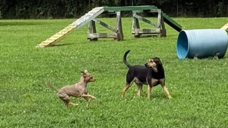 Trifecta Kennels - Gilbert, PA