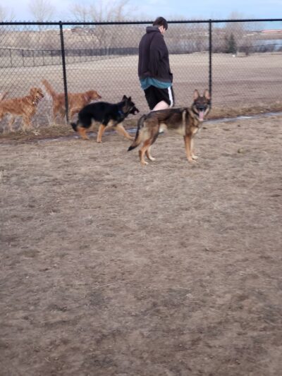 O-SO Fun Dog Park - Gillette, WY