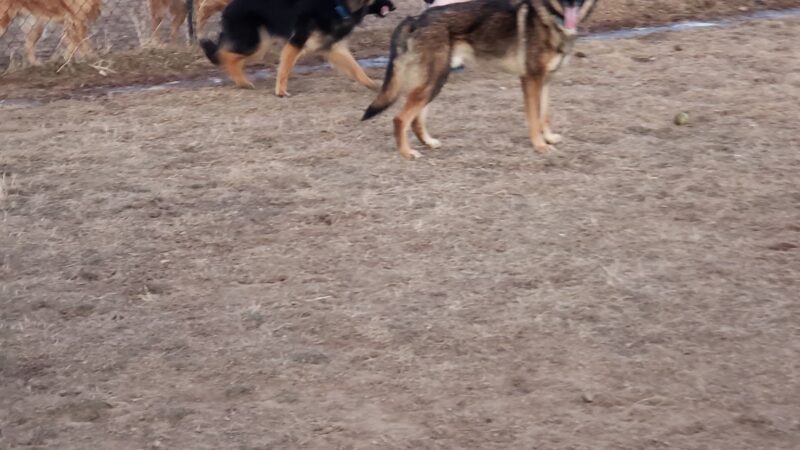 O-SO Fun Dog Park - Gillette, WY