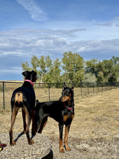 O-SO Fun Dog Park - Gillette, WY