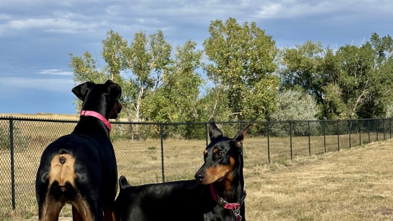 O-SO Fun Dog Park - Gillette, WY
