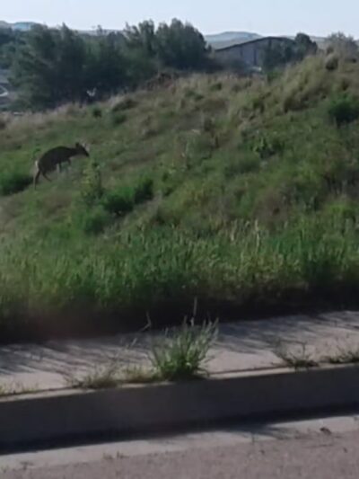 College Park Private Dog Park - Gillette, WY