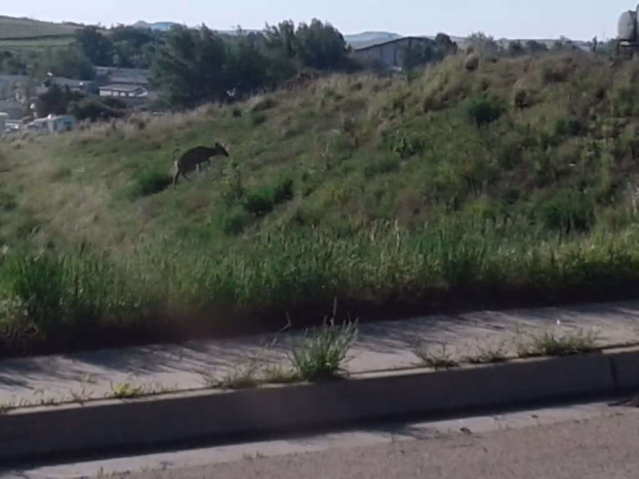 College Park Private Dog Park - Gillette, WY