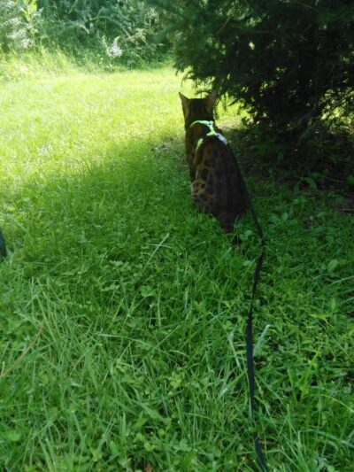 Gill Saint Bernards Easement - Gladstone, NJ