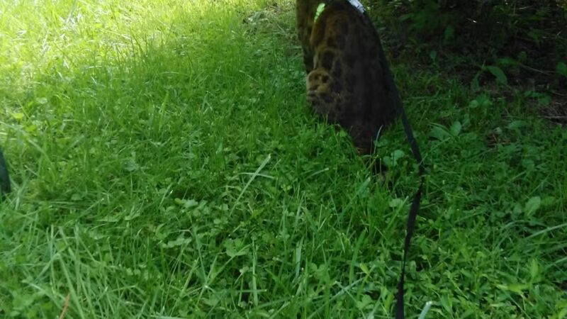 Gill Saint Bernards Easement - Gladstone, NJ
