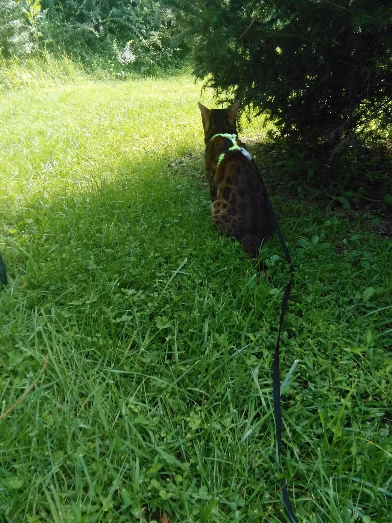 Gill Saint Bernards Easement - Gladstone, NJ