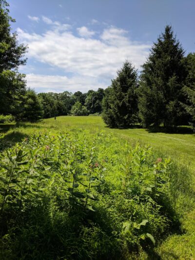 Gill Saint Bernards Easement - Gladstone, NJ