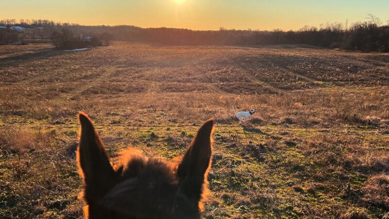 Backcountry Shooting Preserve - Glasgow, KY