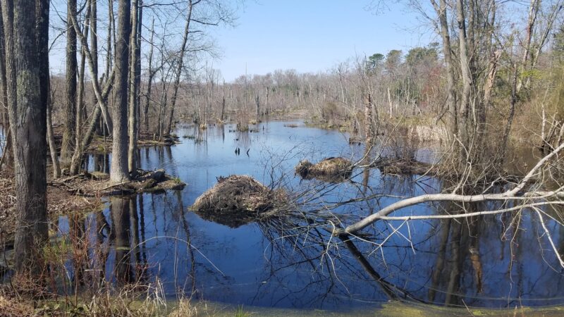 Bicycle Trail Glassboro/Williamstown - Glassboro, NJ