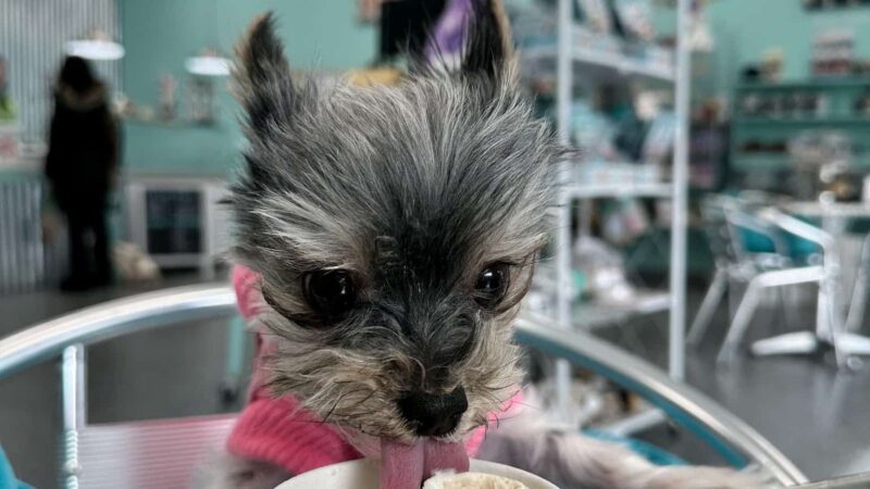 Salty Paws Rva - Glen Allen, VA