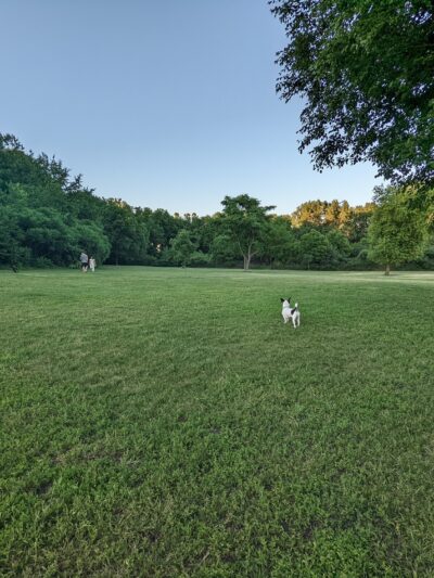 Spring Avenue Dog Park - Glen Ellyn, IL
