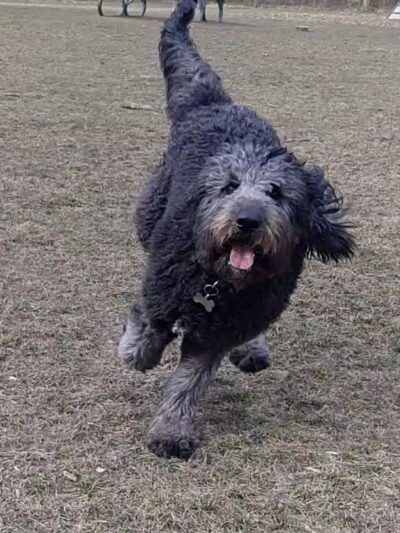 Spring Avenue Dog Park - Glen Ellyn, IL
