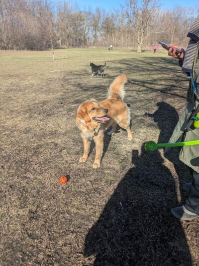 Spring Avenue Dog Park - Glen Ellyn, IL