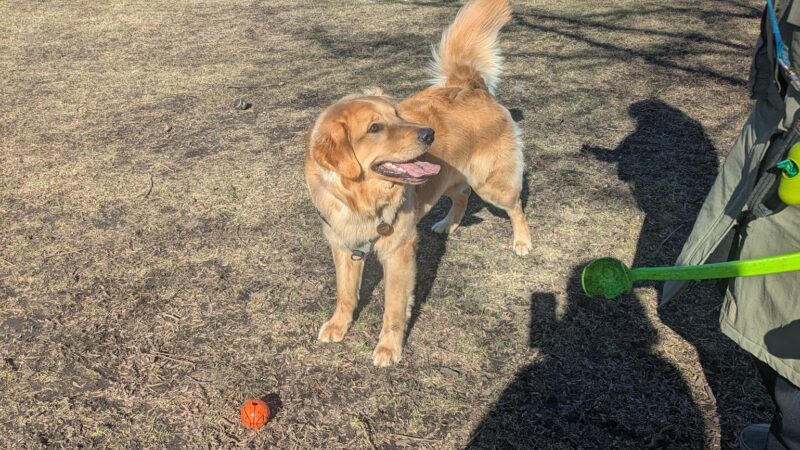 Spring Avenue Dog Park - Glen Ellyn, IL