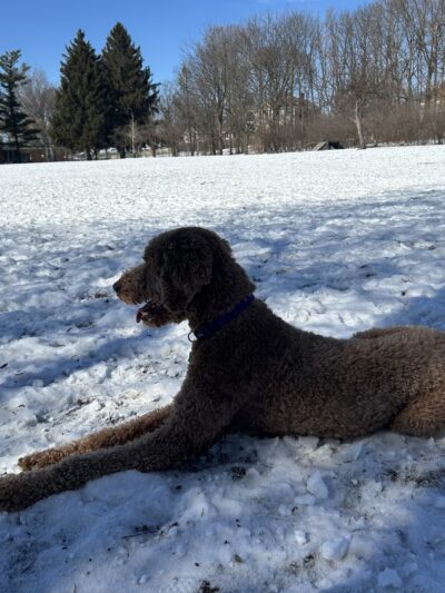 Spring Avenue Dog Park - Glen Ellyn, IL