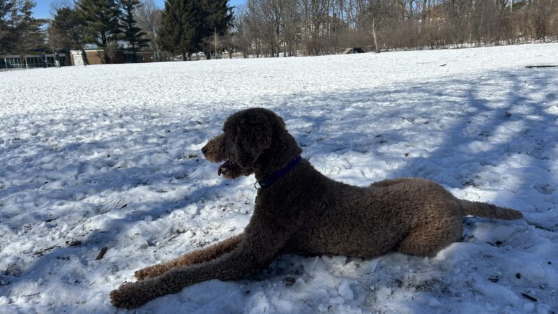 Spring Avenue Dog Park - Glen Ellyn, IL
