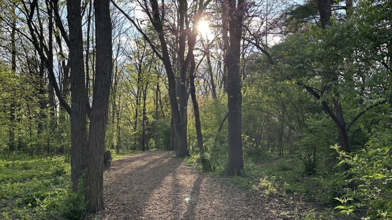 Spring Avenue Dog Park - Glen Ellyn, IL