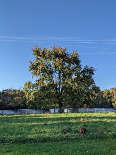 Bush Hill Farm - Glen Mills, PA