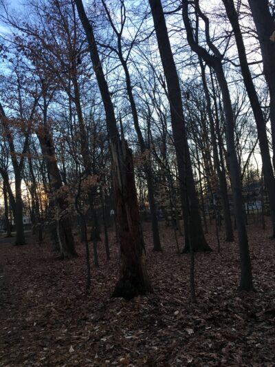 Sycamore Park - Glen Rock, NJ