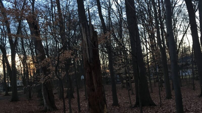 Sycamore Park - Glen Rock, NJ