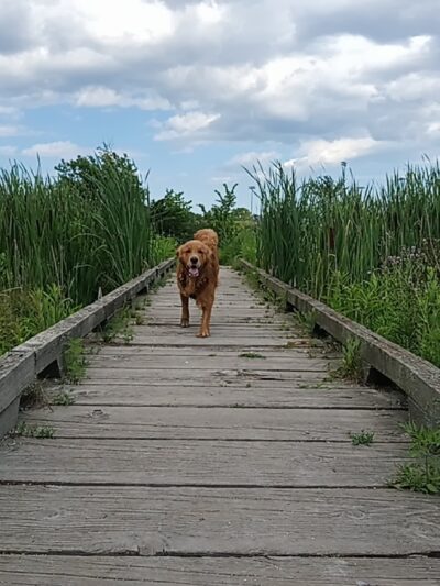 Beck Lake Off-Leash Dog Area - Glenview, IL
