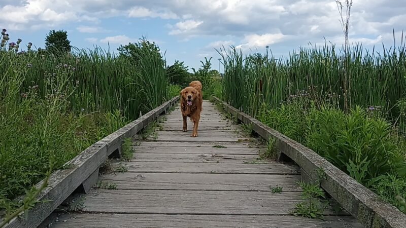Beck Lake Off-Leash Dog Area - Glenview, IL
