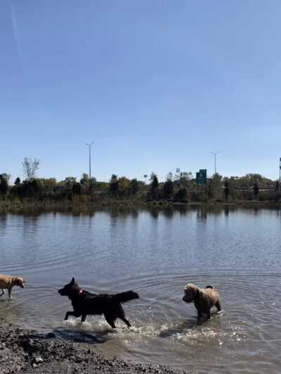 Beck Lake Off-Leash Dog Area - Glenview, IL
