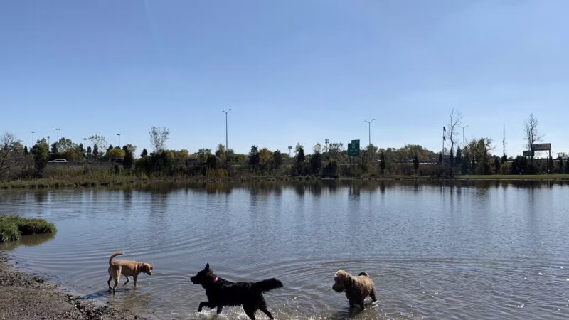 Beck Lake Off-Leash Dog Area - Glenview, IL