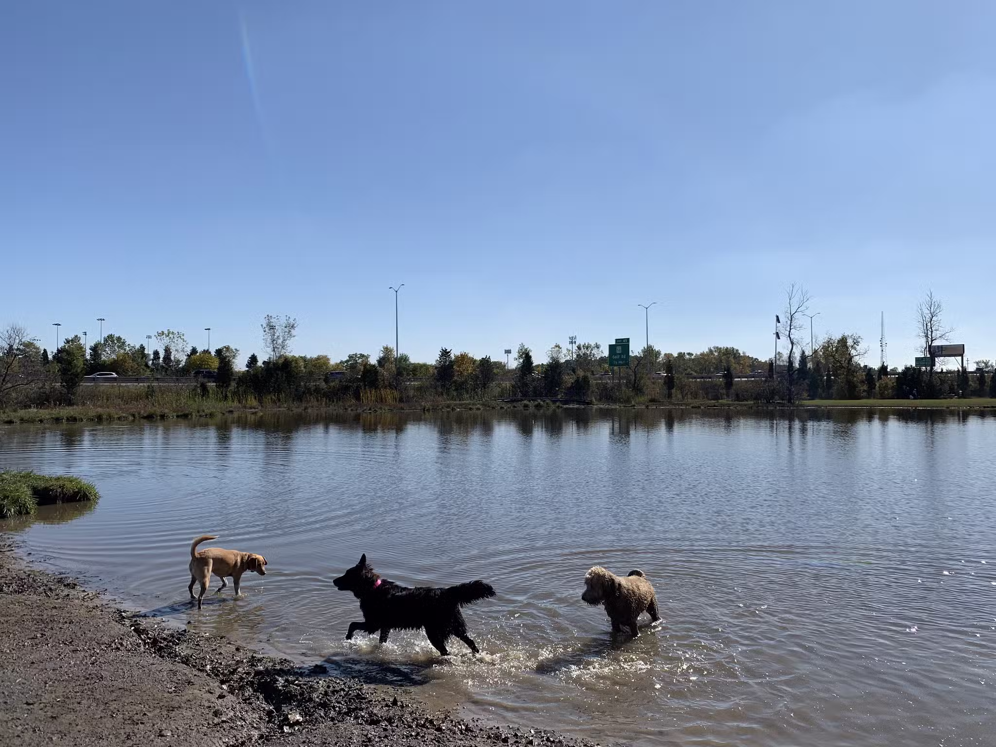 Beck Lake Off-Leash Dog Area - Glenview, IL
