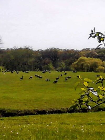 Beck Lake Off-Leash Dog Area - Glenview, IL