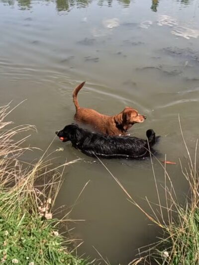 Beck Lake Off-Leash Dog Area - Glenview, IL