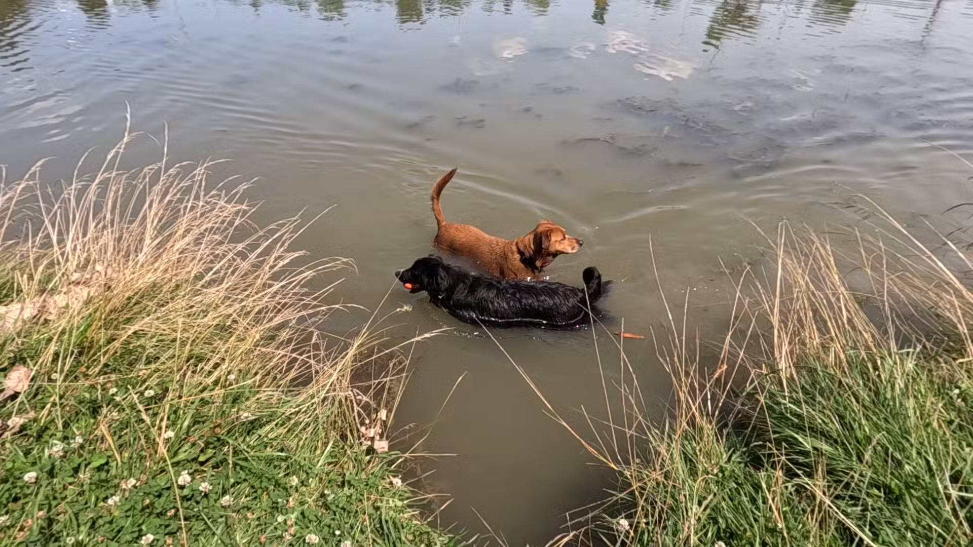 Beck Lake Off-Leash Dog Area - Glenview, IL