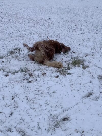 Beck Lake Off-Leash Dog Area - Glenview, IL