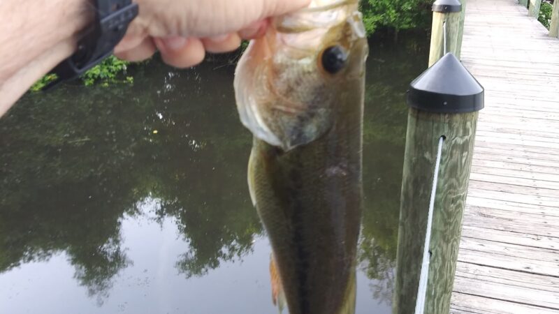 Warfields Pond Park - Glenwood, MD