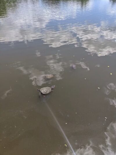 Warfields Pond Park - Glenwood, MD