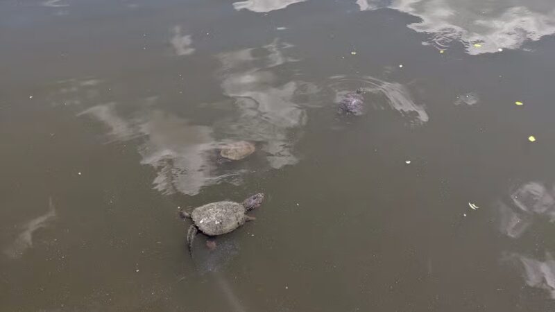Warfields Pond Park - Glenwood, MD