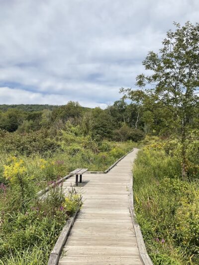 Pochuck Boardwalk Suspension Bridge - Glenwood, NJ
