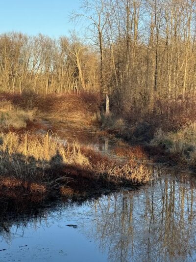 Pochuck Boardwalk Suspension Bridge - Glenwood, NJ