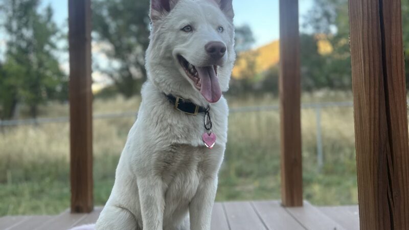 O'Leary & Rivertrail Dog Park - Glenwood Springs, CO